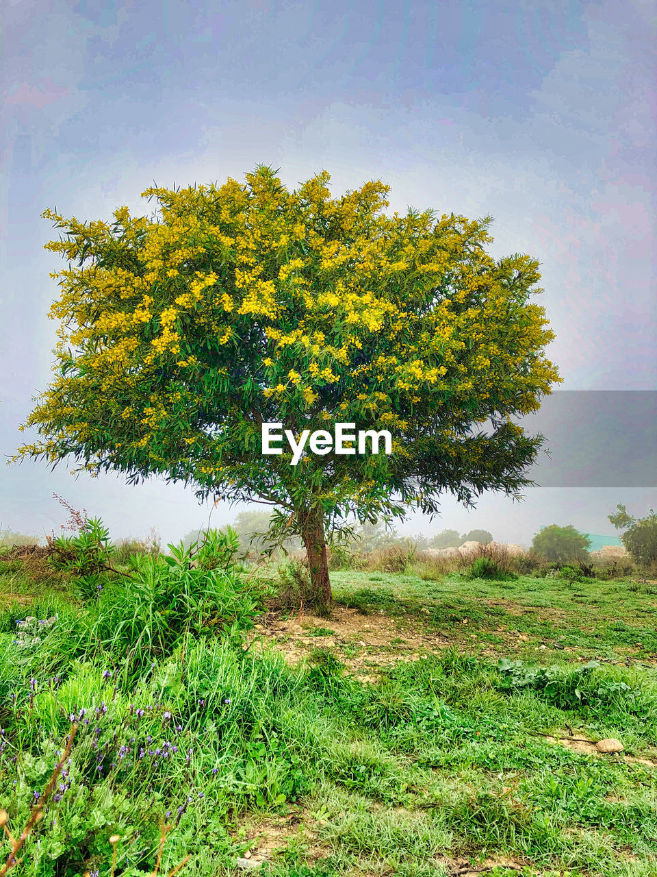 TREE ON FIELD