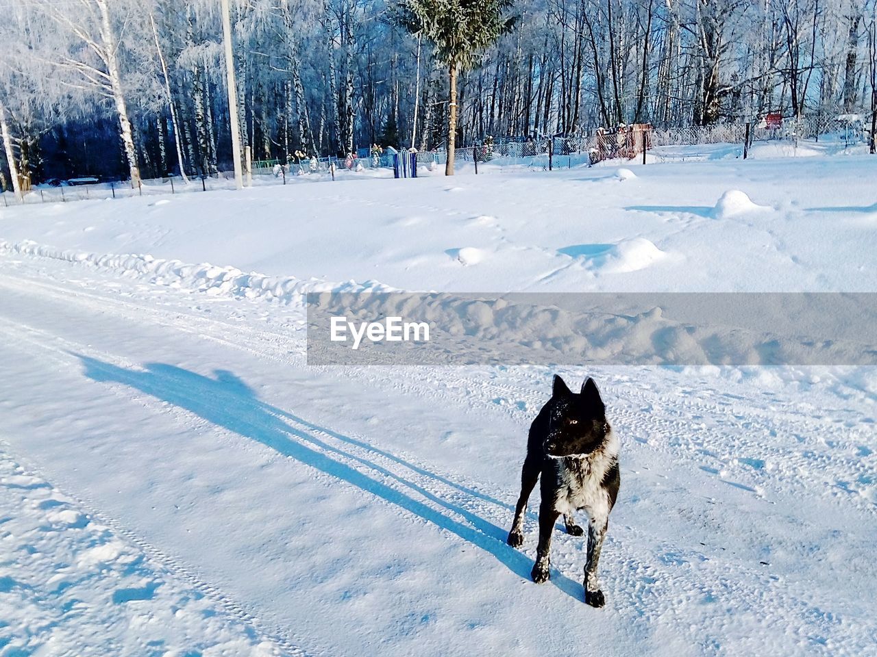 Dog on snow covered land