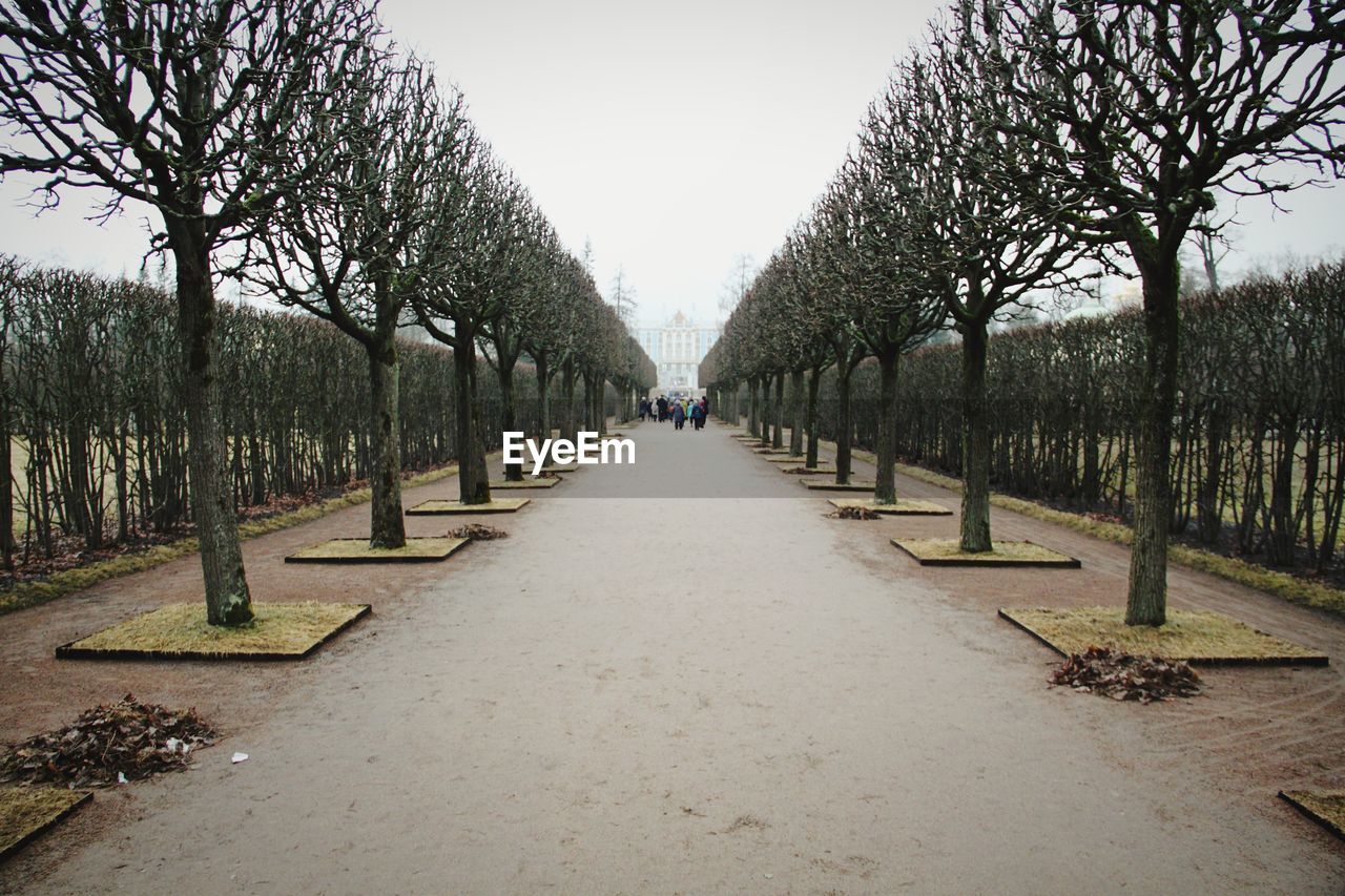 MAN AMIDST BARE TREES AGAINST SKY