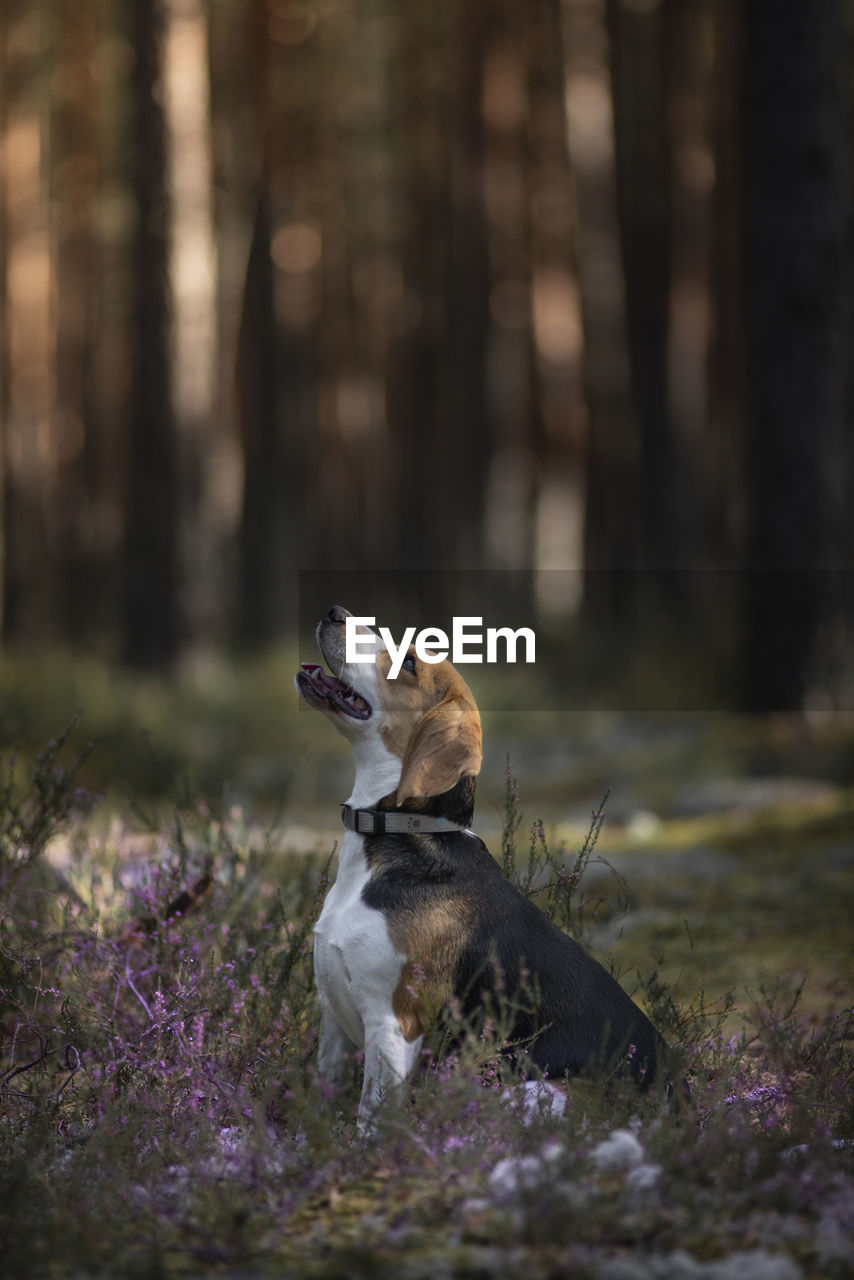 Dog looking away on field