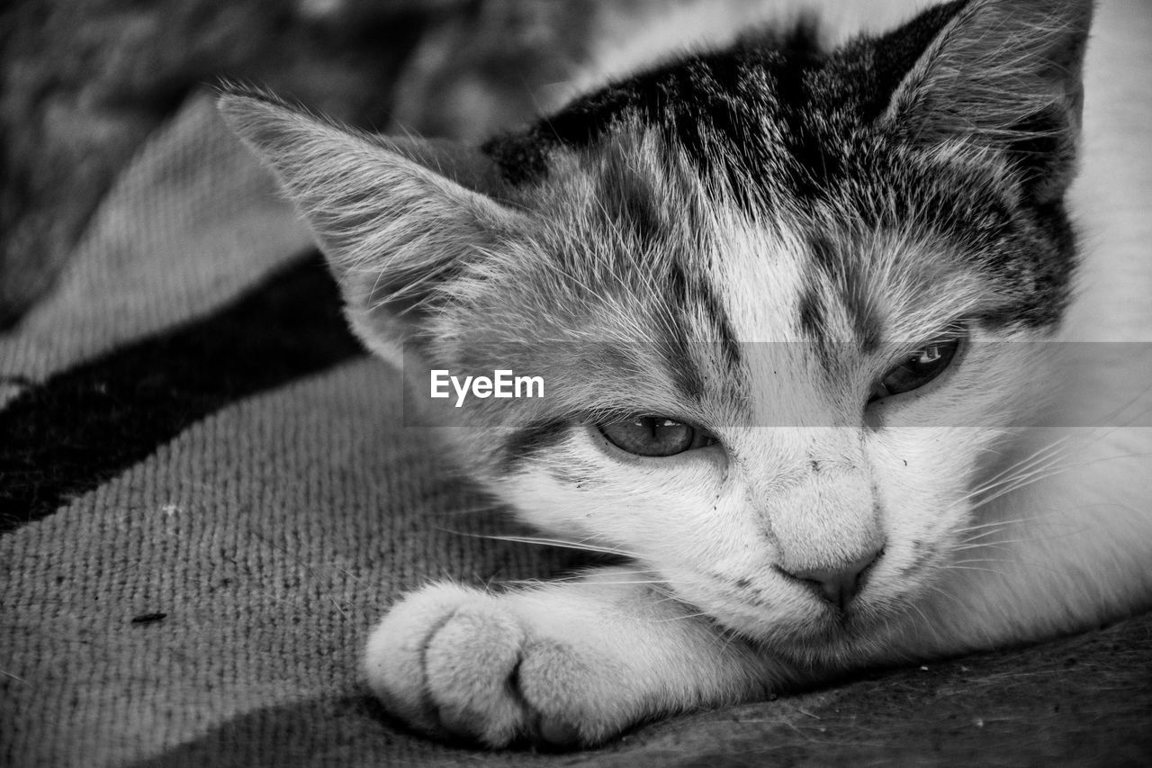 CLOSE-UP PORTRAIT OF A CAT LYING