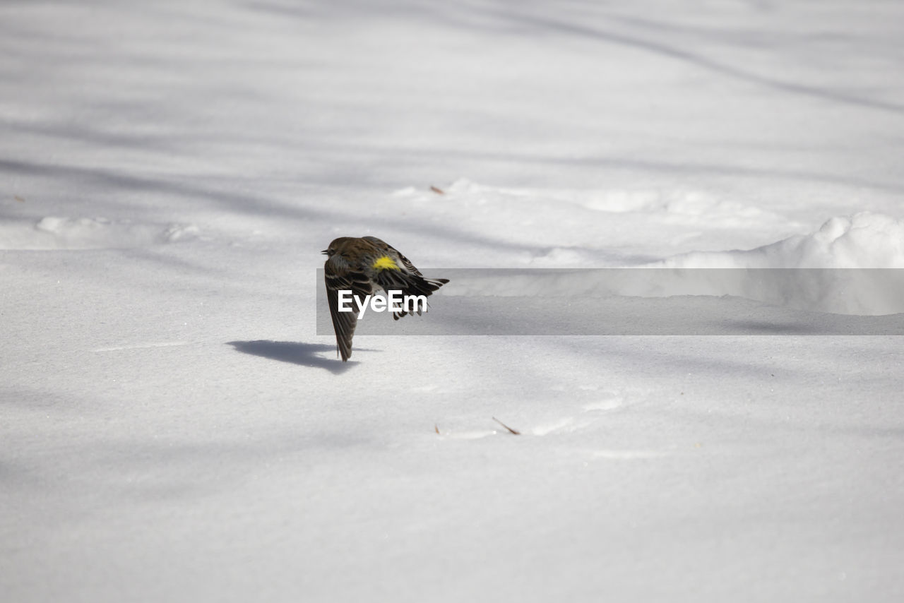 BIRD ON A SNOW COVERED FIELD