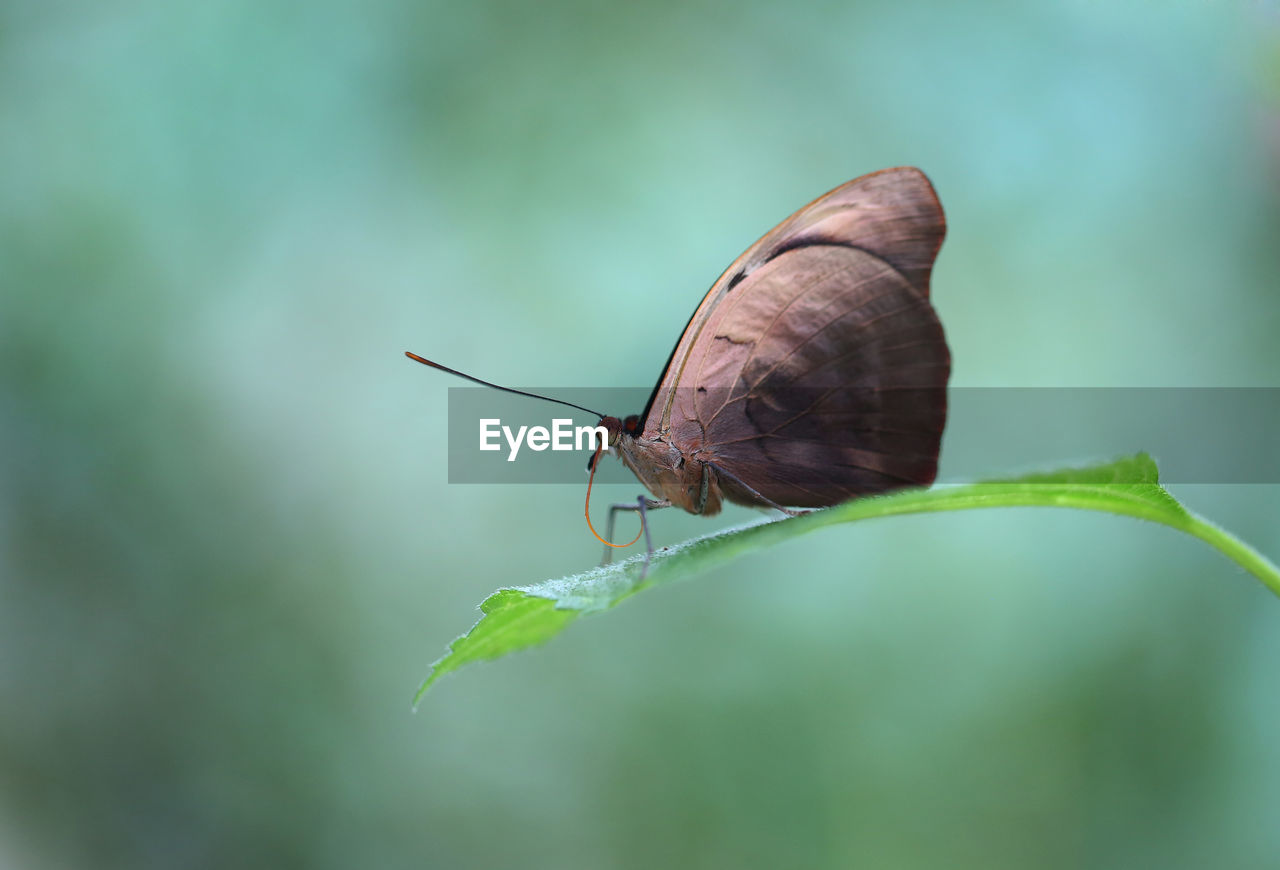 Close-up of butterfly on leaf