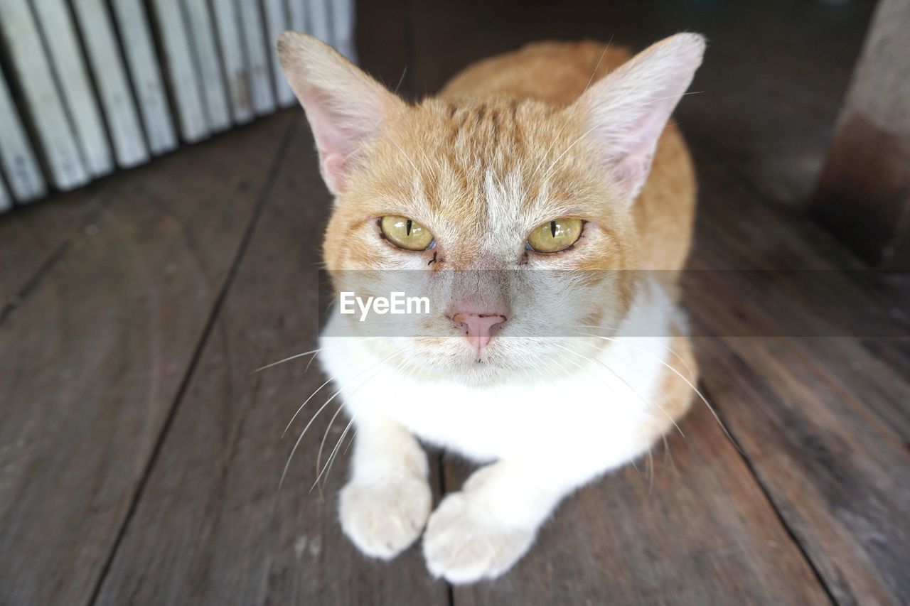 pet, cat, domestic animals, animal, animal themes, mammal, domestic cat, one animal, feline, portrait, looking at camera, whiskers, wood, no people, small to medium-sized cats, felidae, flooring, indoors, relaxation, animal body part, close-up, hardwood floor, sitting, high angle view