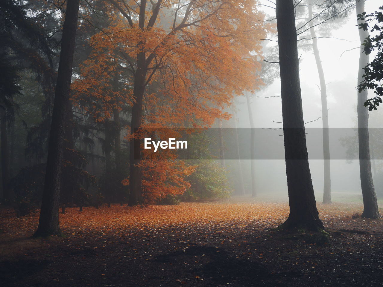 Autumn trees in forest during foggy weather