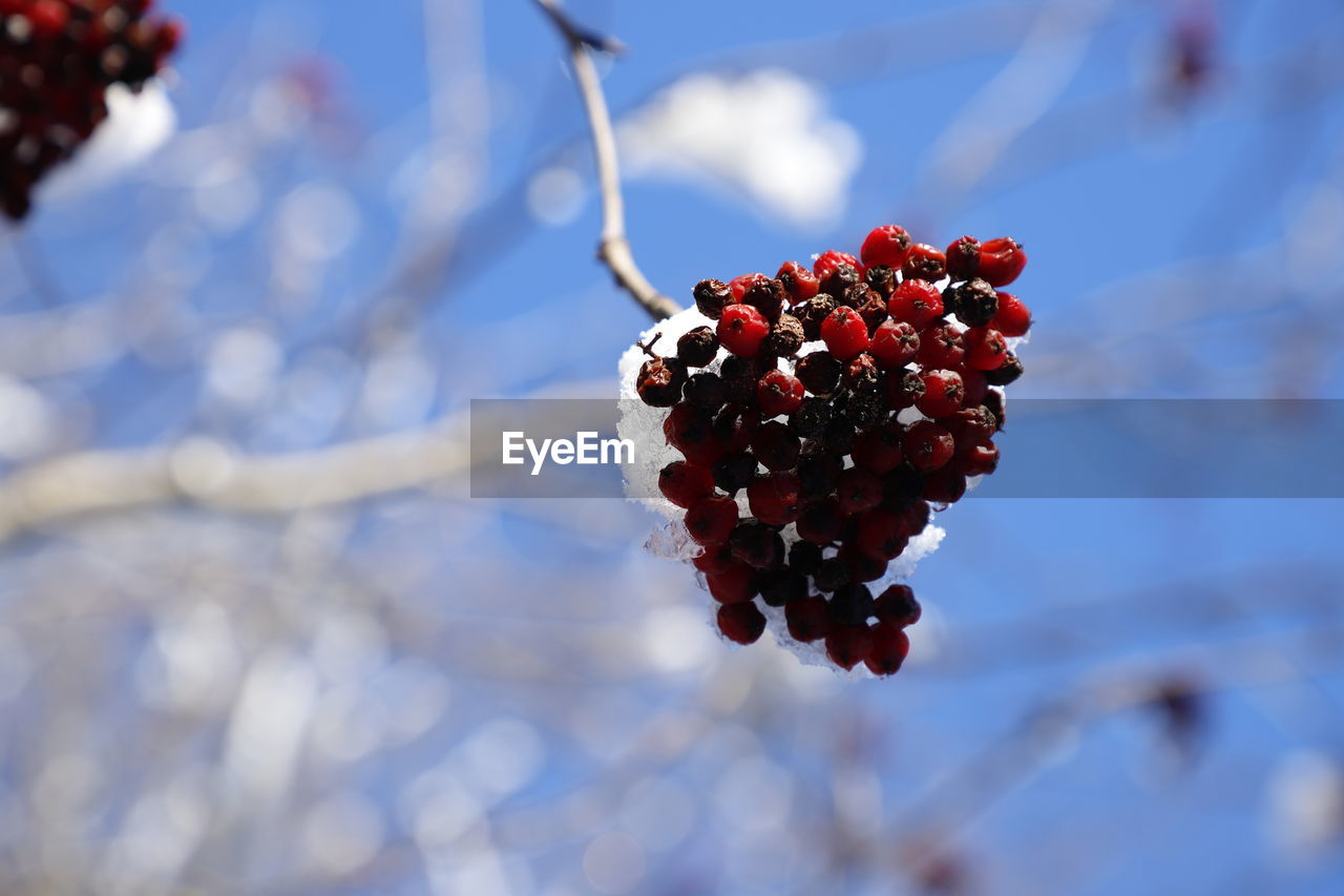 Close-up of red berries on plant