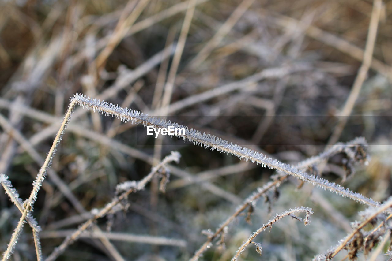 frost, twig, branch, nature, winter, grass, snow, cold temperature, leaf, close-up, no people, thorns, spines, and prickles, plant, day, focus on foreground, freezing, ice, frozen, macro photography, selective focus, outdoors, wire, moisture, land, plant stem, fence, flower, beauty in nature