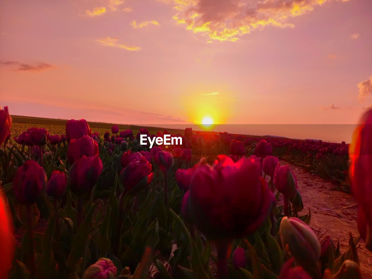 SCENIC VIEW OF FLOWERING PLANTS ON FIELD AGAINST SKY AT SUNSET