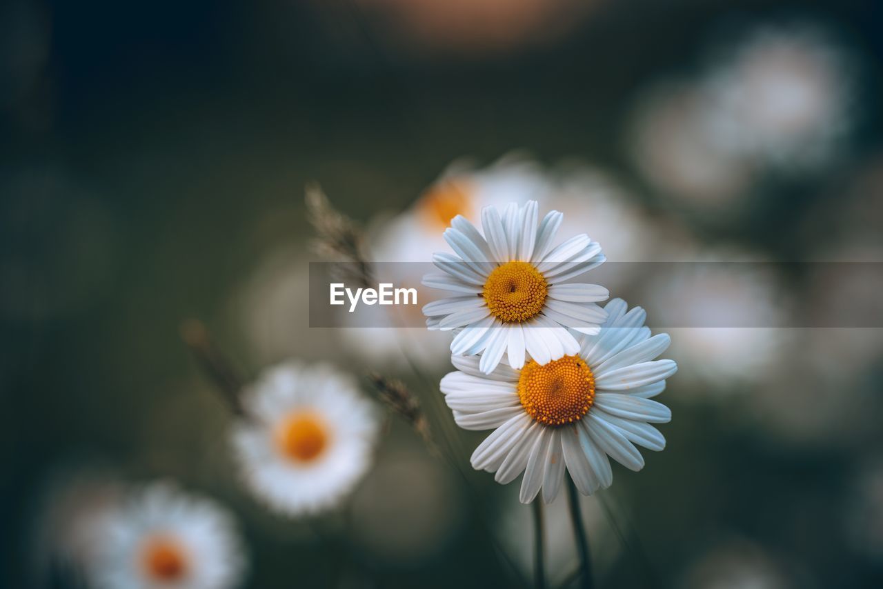 Close-up of white daisy