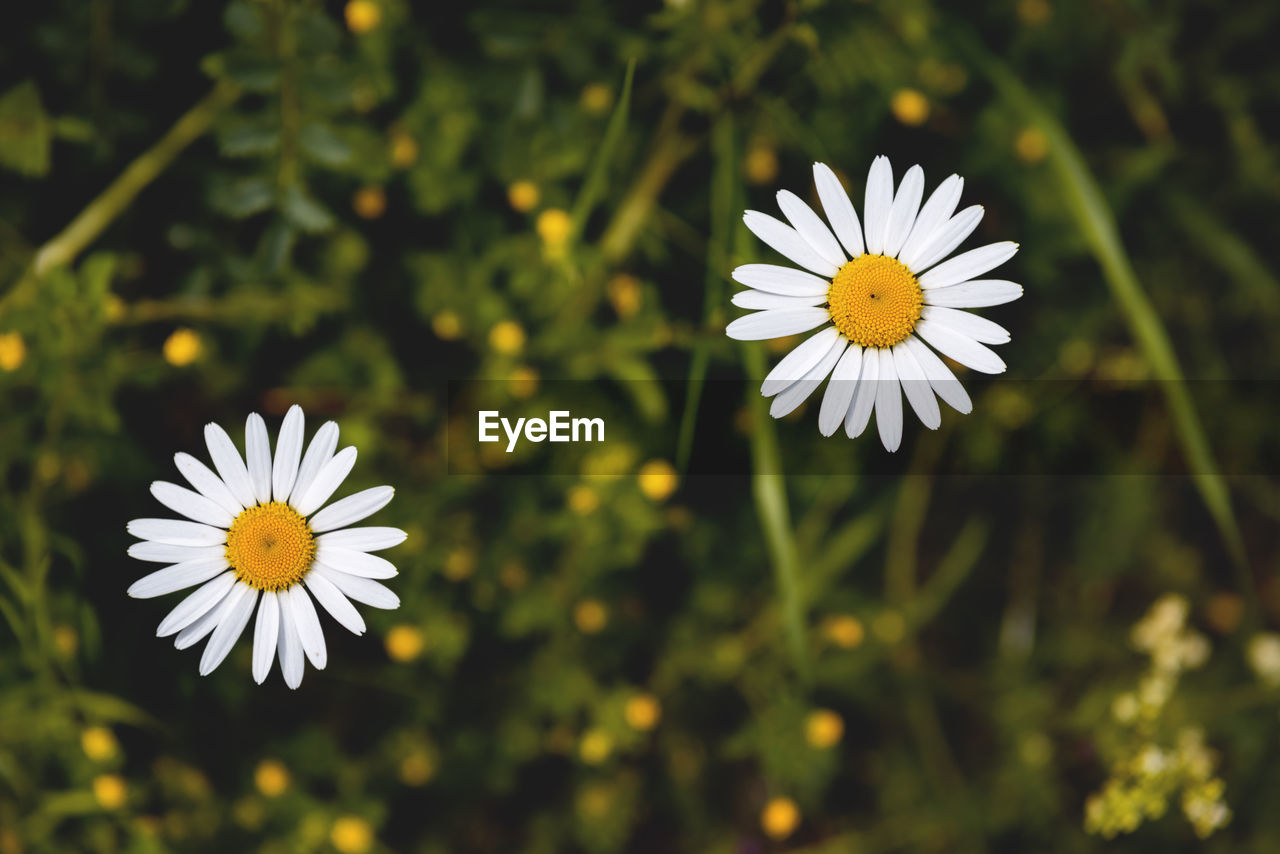 CLOSE-UP OF WHITE COSMOS BLOOMING OUTDOORS