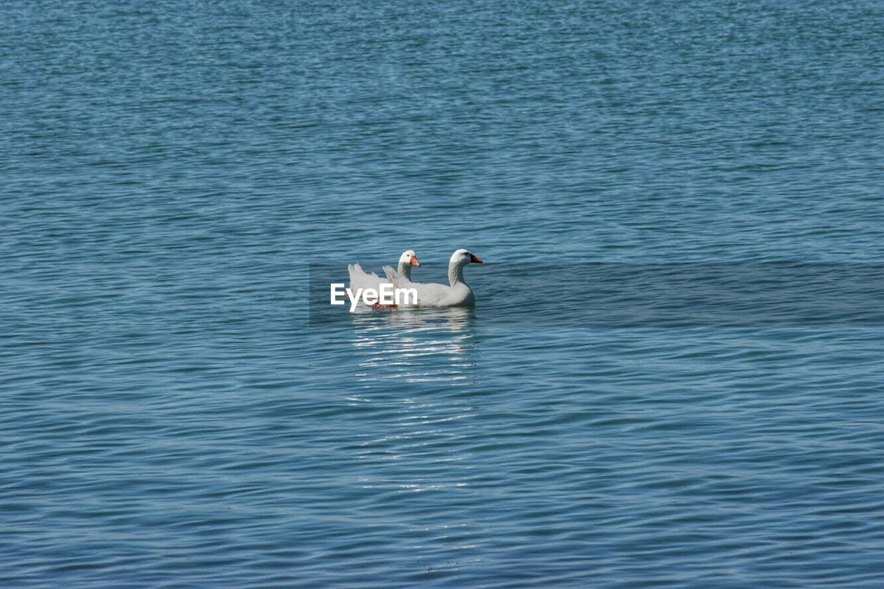 Swans swimming in lake