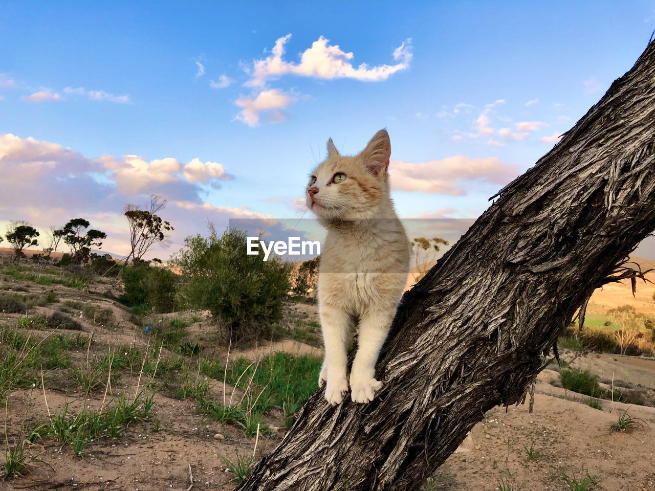 VIEW OF A CAT LOOKING AWAY AGAINST TREES