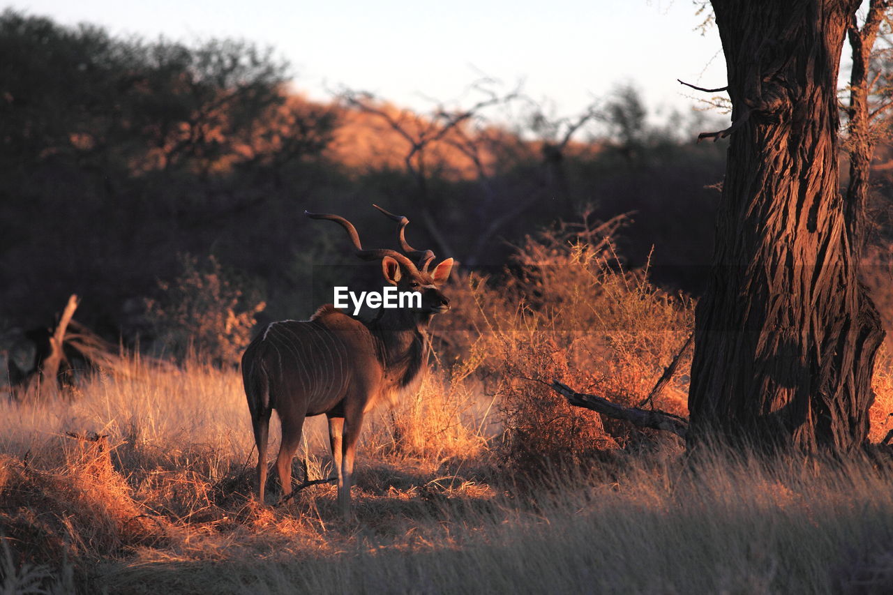 Kudu standing on field in forest