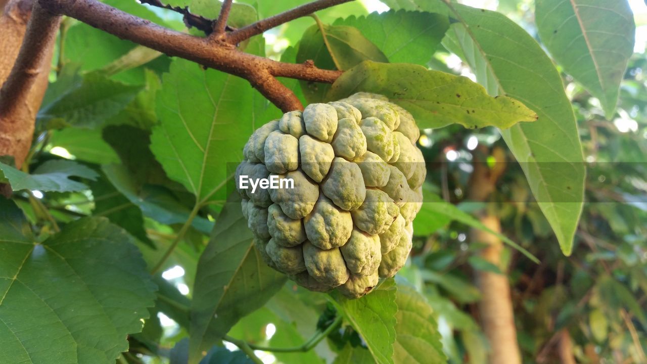 CLOSE-UP OF FRESH FRUITS ON TREE