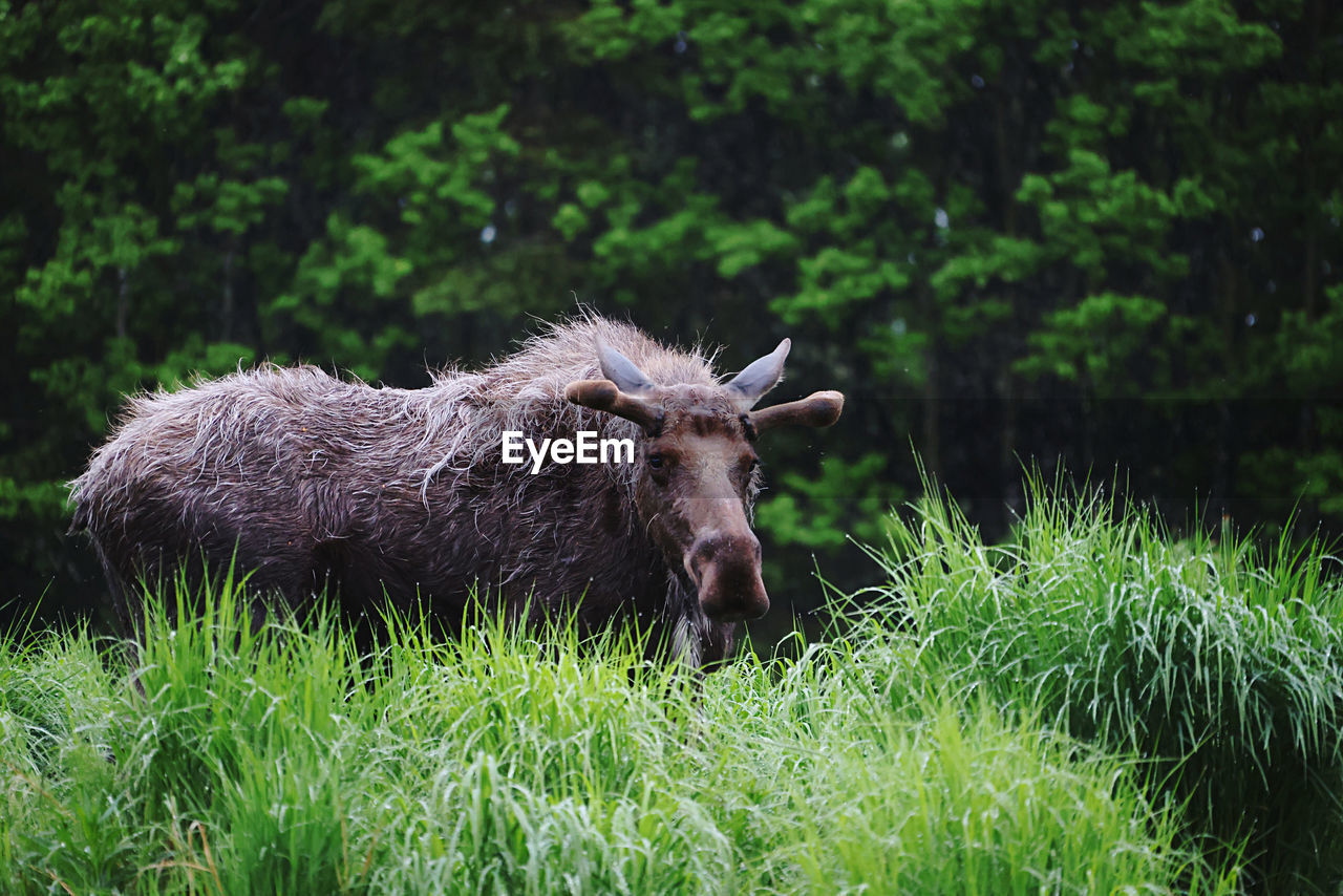 side view of deer standing on grassy field