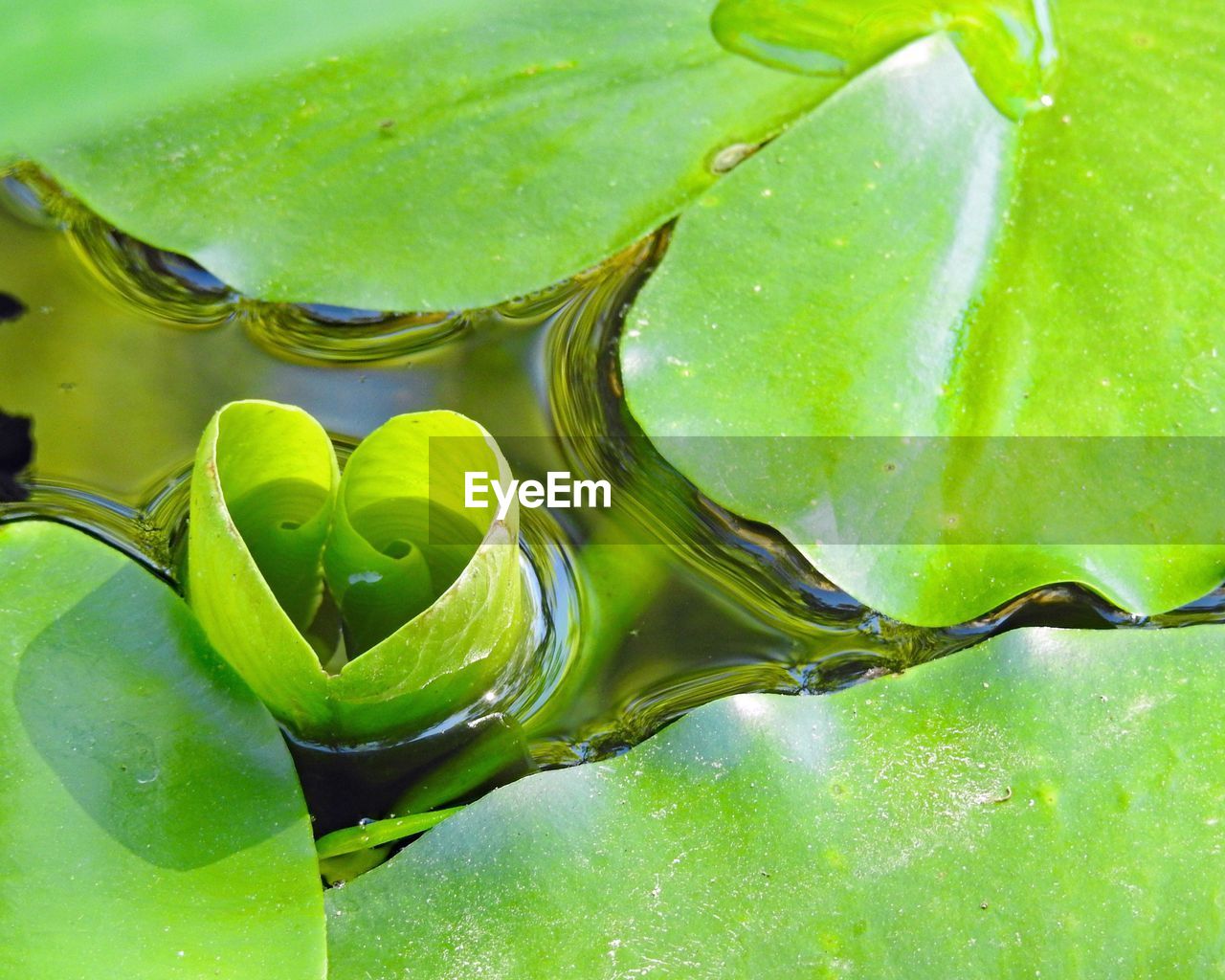 CLOSE-UP OF WATER LILY IN GREEN LEAF