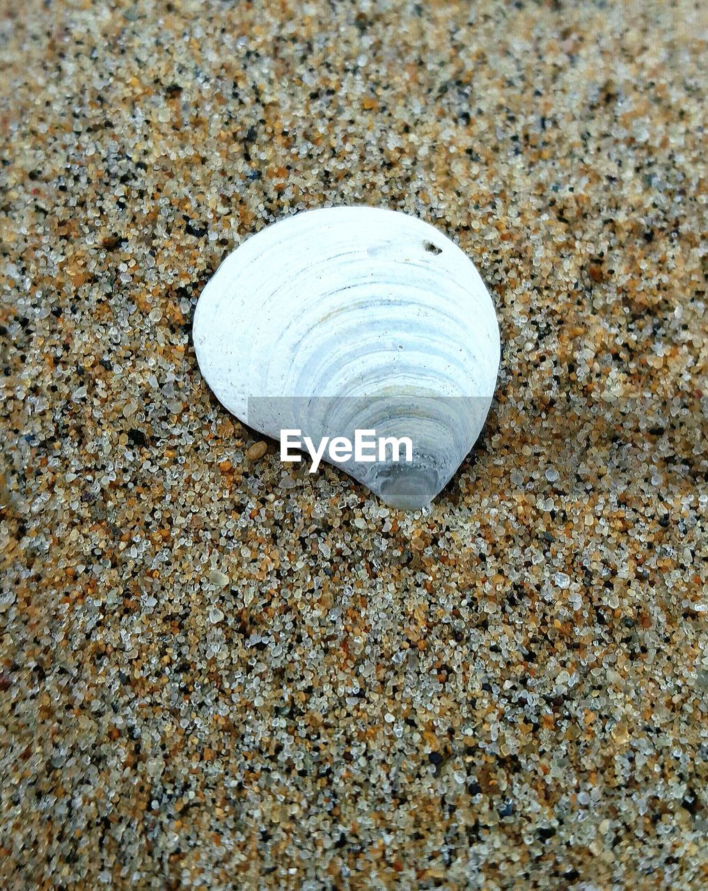 Close-up of seashell on ground