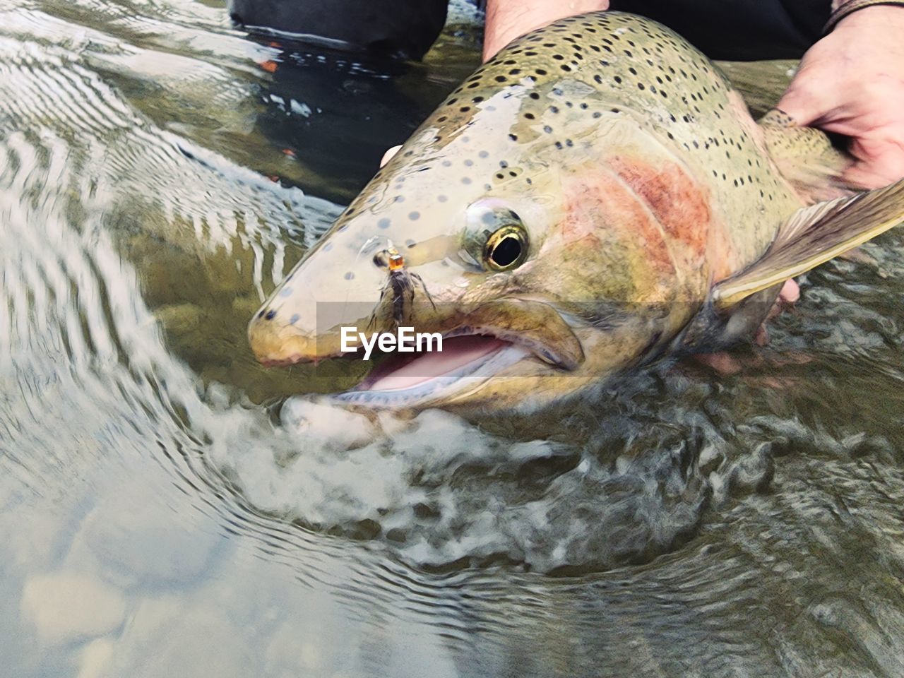 high angle view of fish in water