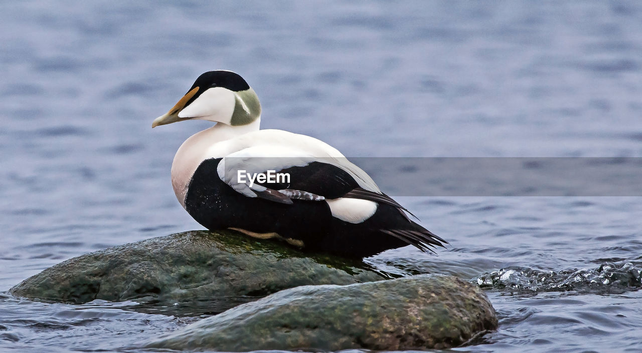 CLOSE-UP OF A DUCK ON ROCK