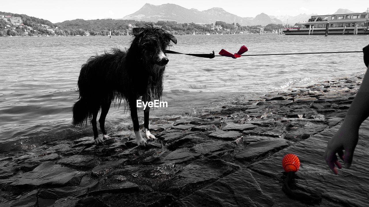 Dog standing on shore at beach