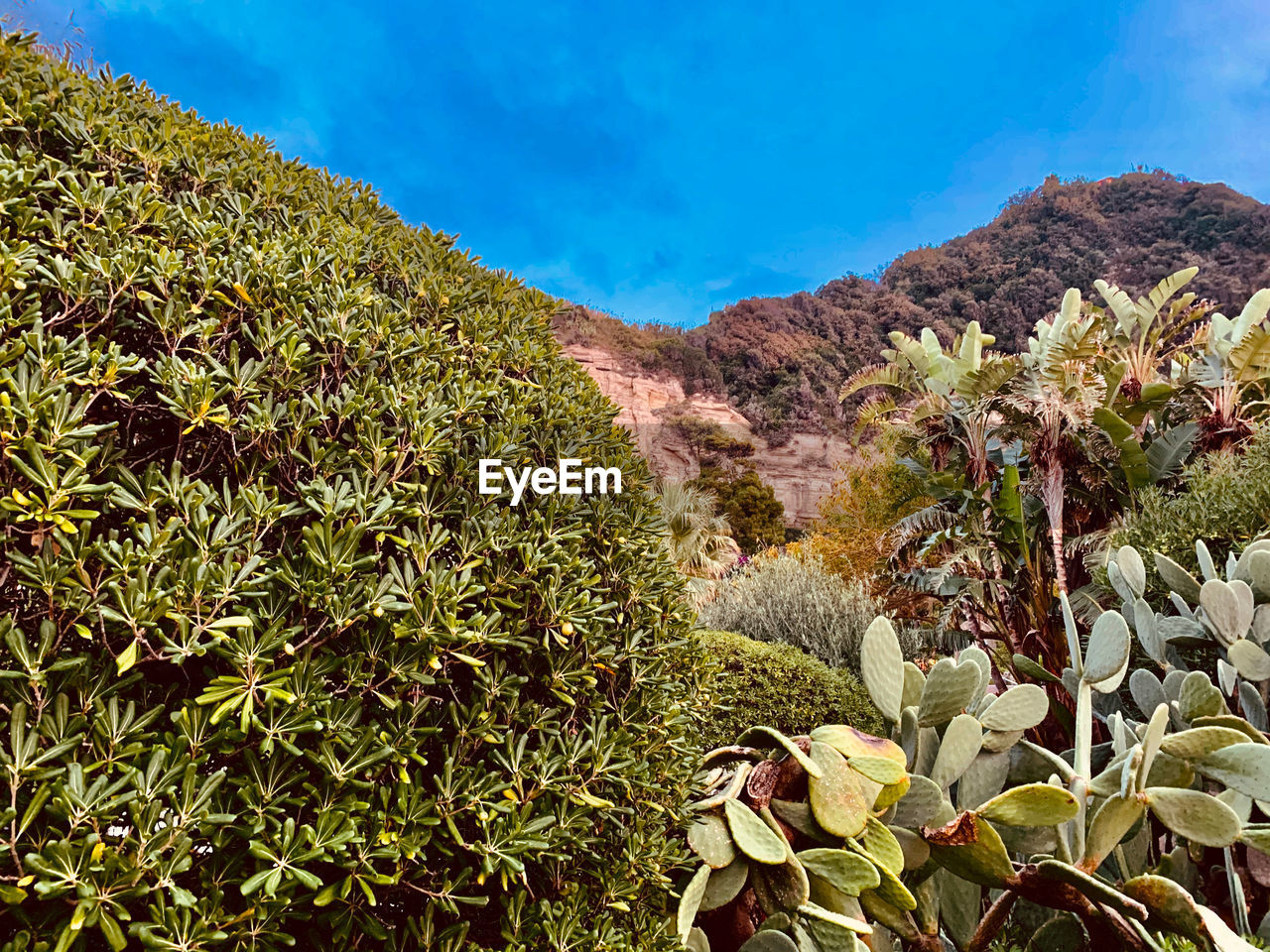 CACTUS PLANTS ON FIELD AGAINST SKY