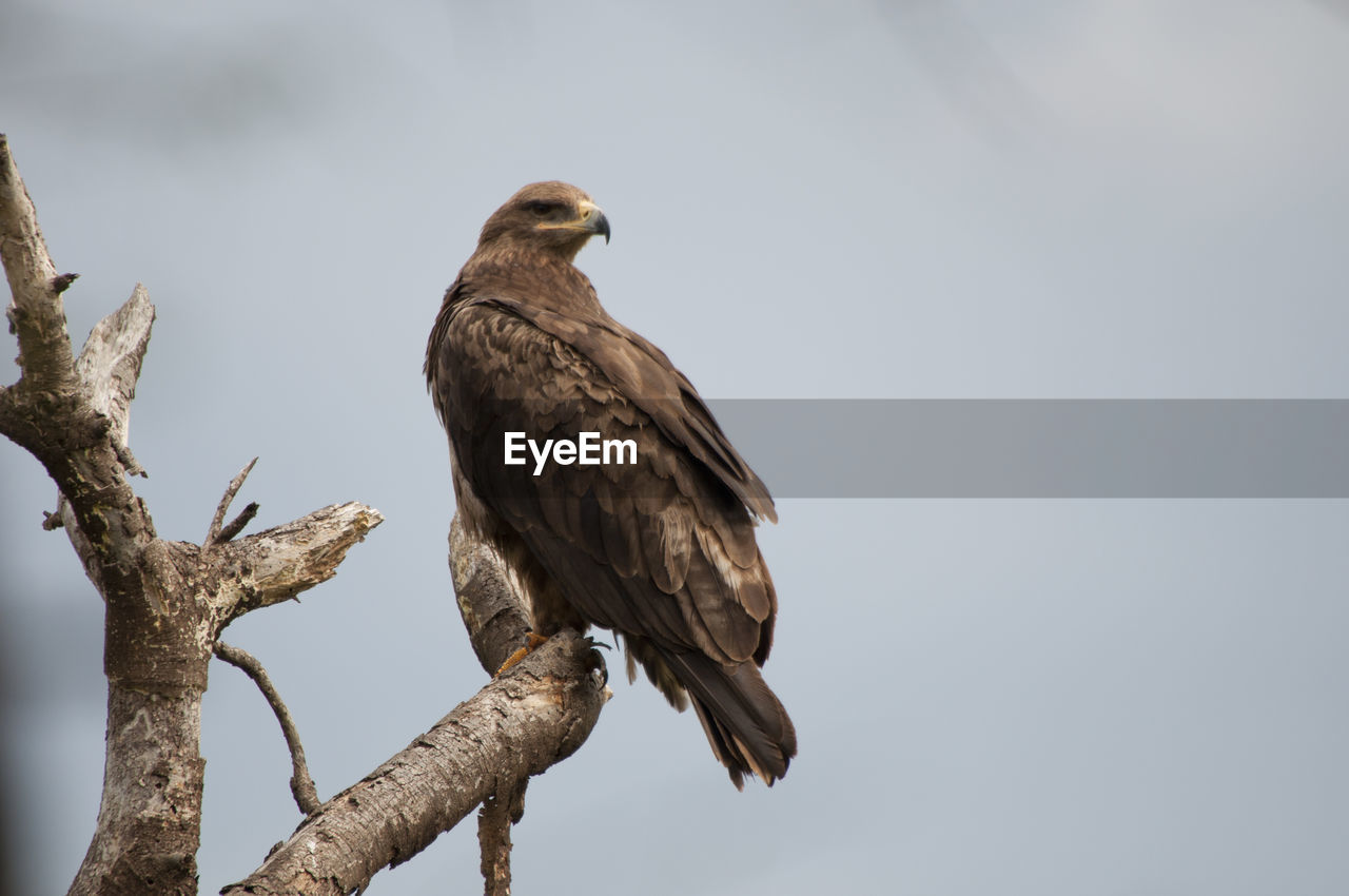 Low angle view of golden eagle perching on branch against clear sky