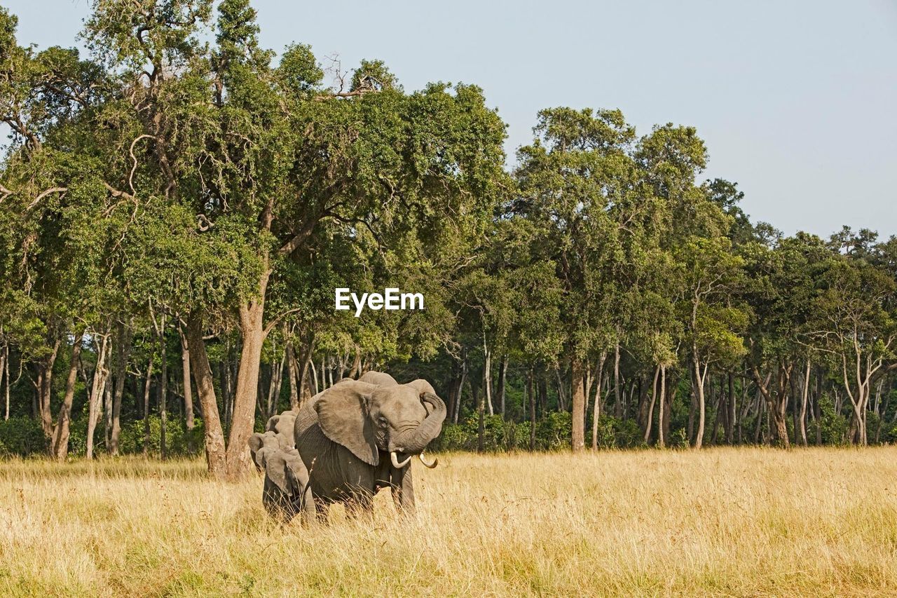 Elephants on field against trees in forest