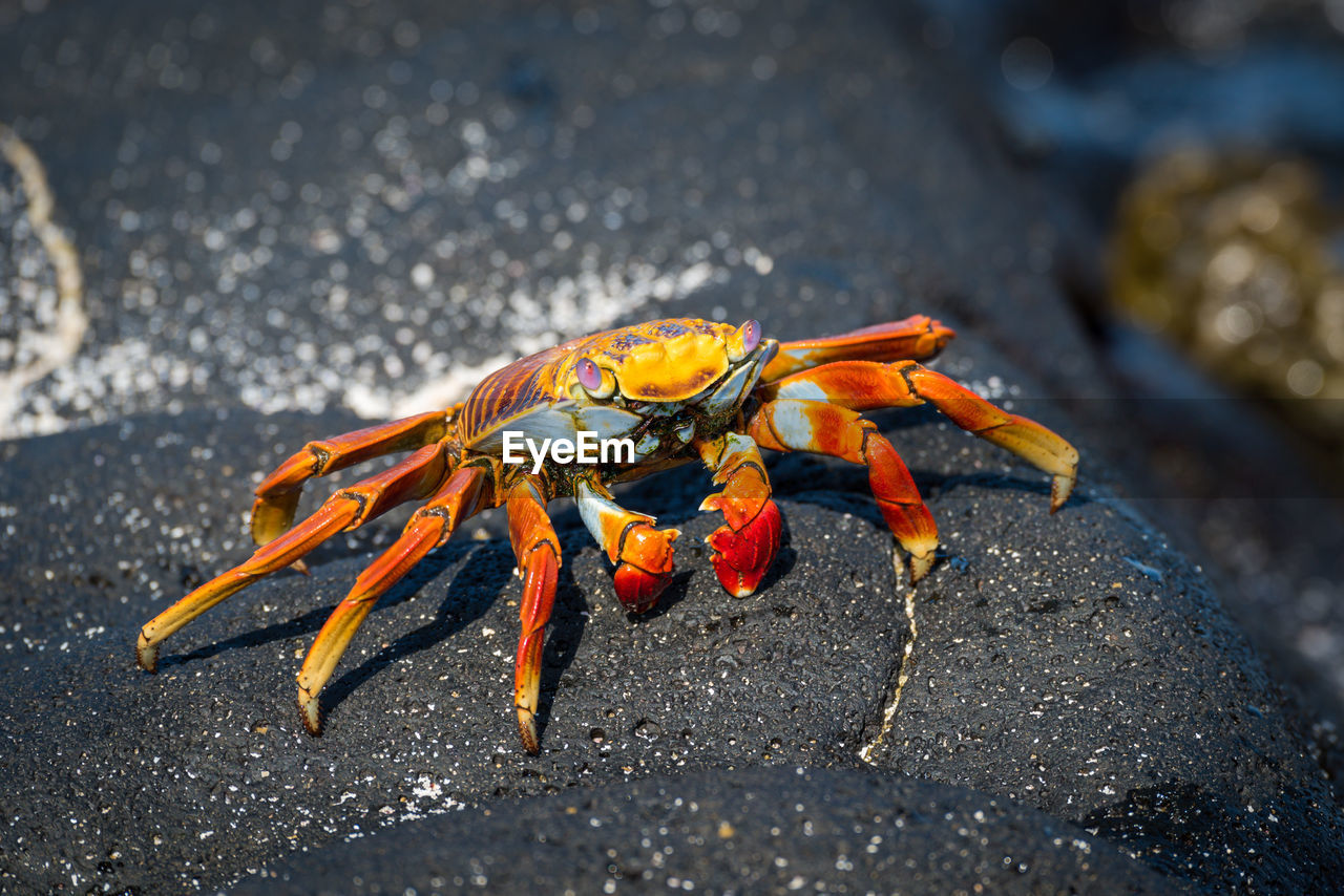 Sally lightfoot crab perched on grey rock