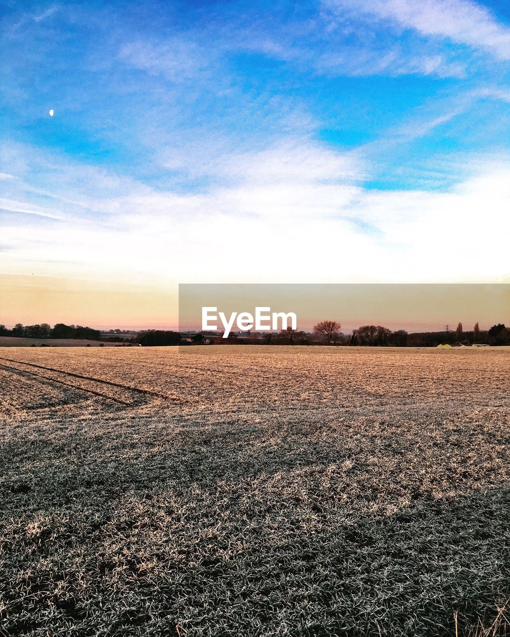 FIELD AGAINST SKY