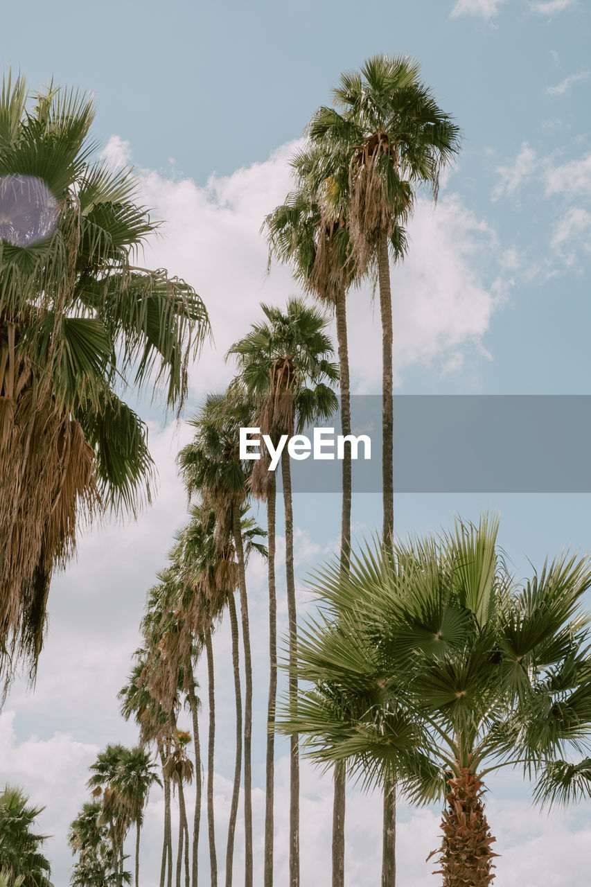 Low angle view of coconut palm trees against sky