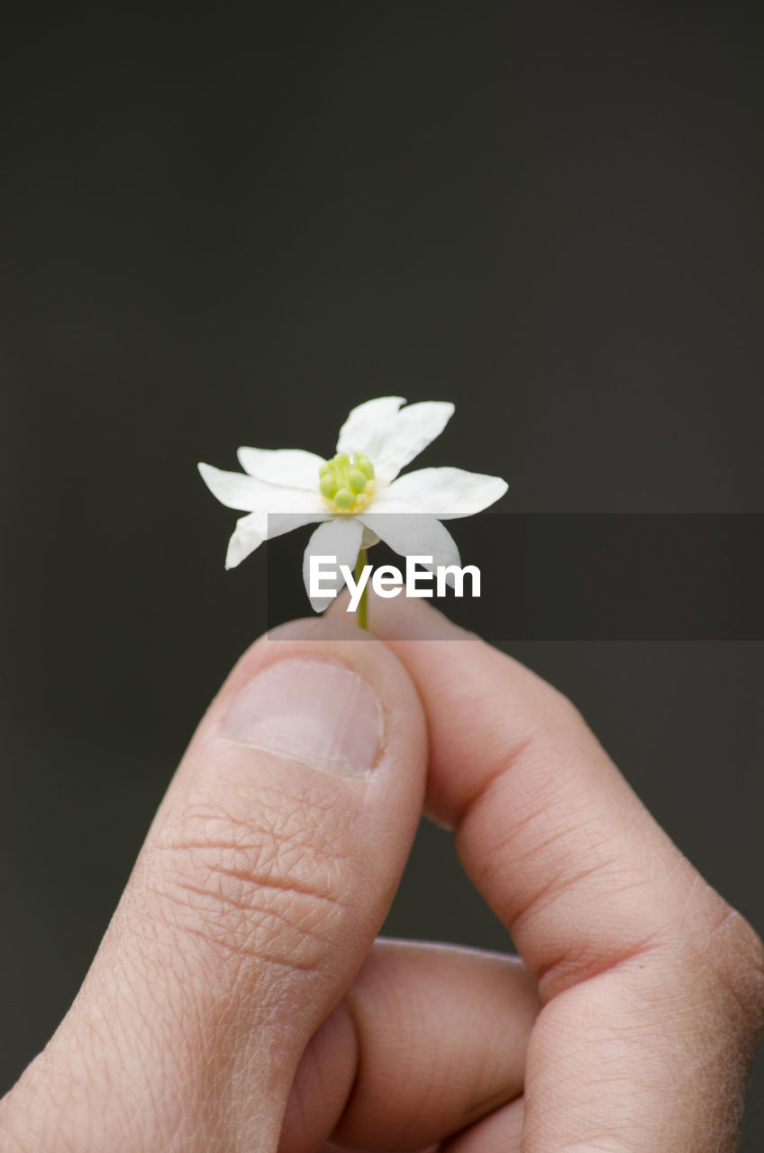 CLOSE-UP OF HAND HOLDING WHITE FLOWER