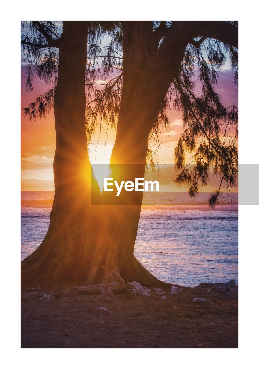 TREES BY SEA AGAINST SKY DURING SUNSET