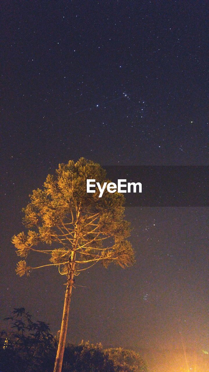 LOW ANGLE VIEW OF BARE TREE AGAINST SKY