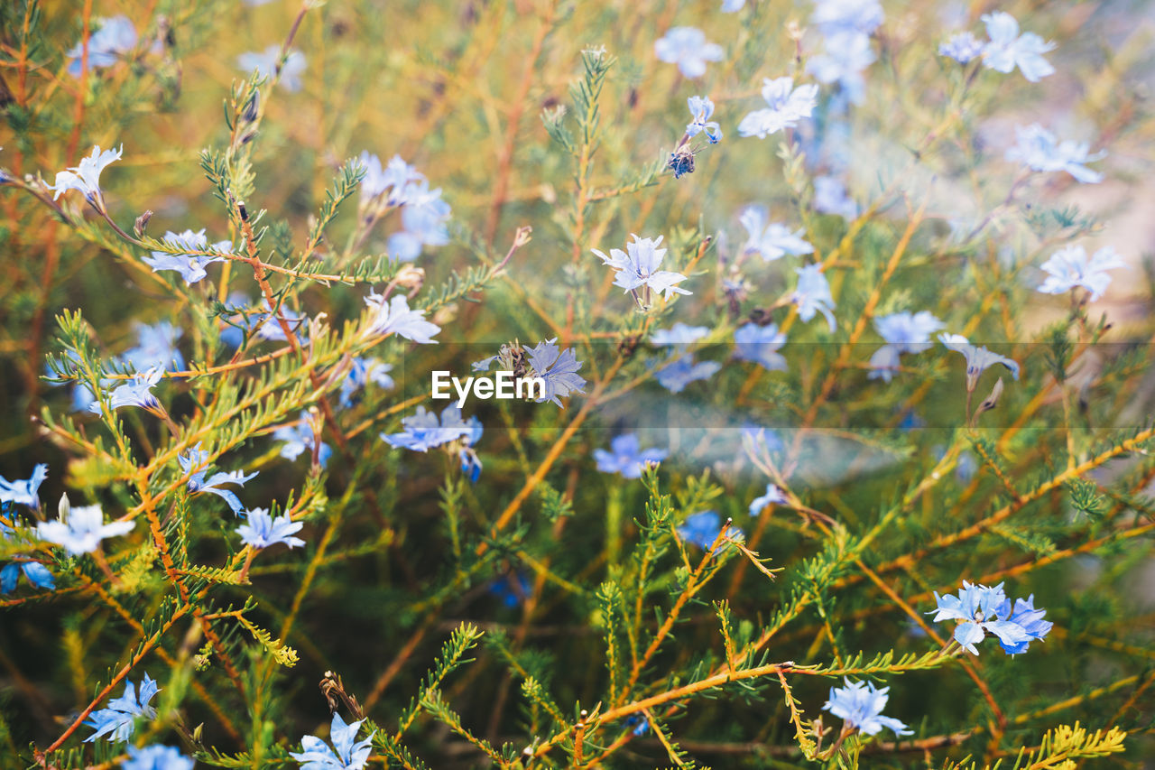 Close-up of flowering plant on field