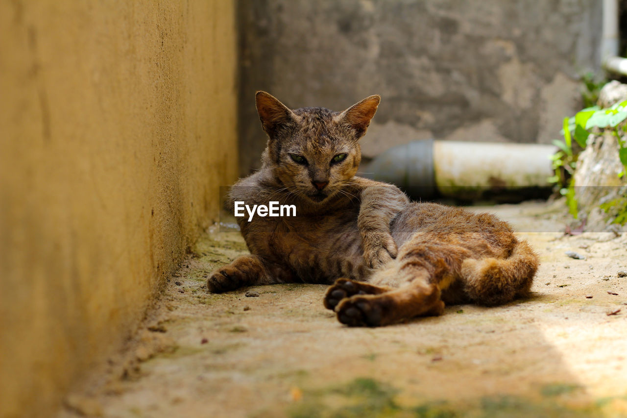 PORTRAIT OF A CAT SITTING ON A FLOOR