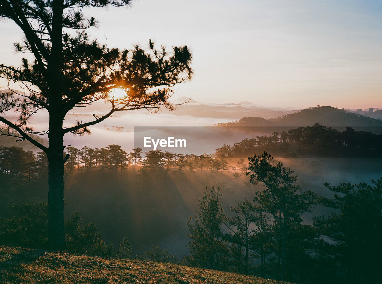 Trees on landscape against sky during sunset