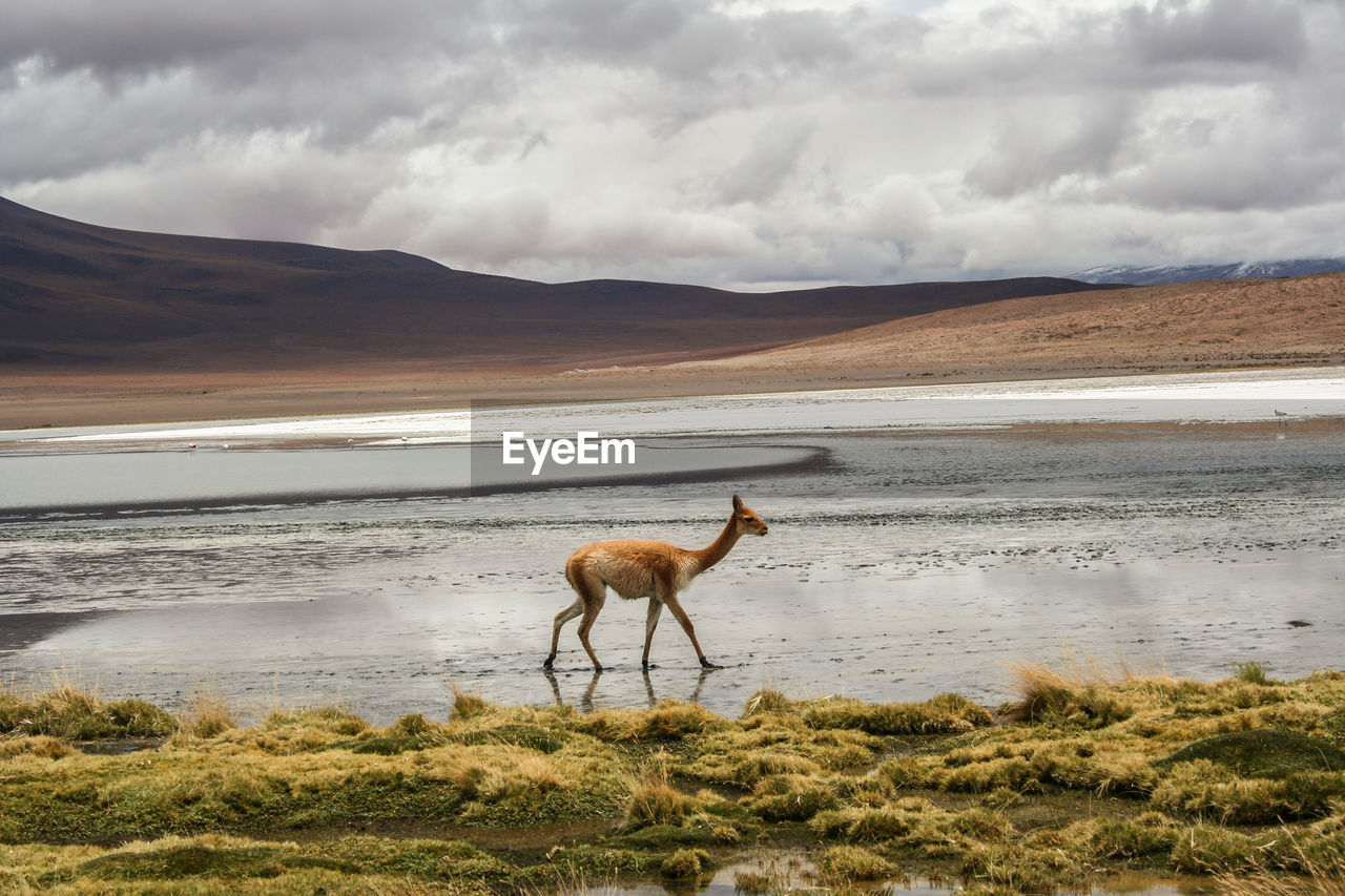 Alpaca walking on shore against sky