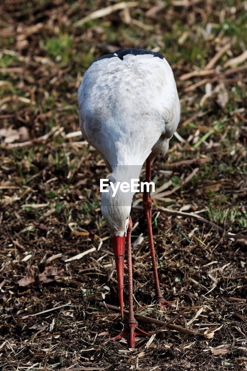 Close-up of bird in field