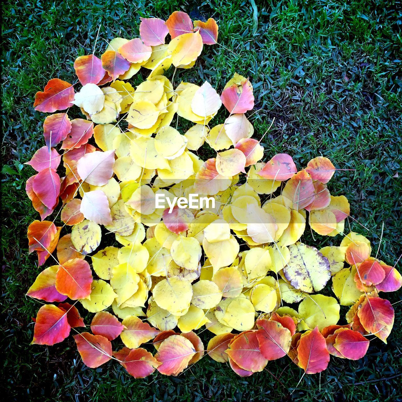 Directly above view of dry leaves fallen on field in park during autumn