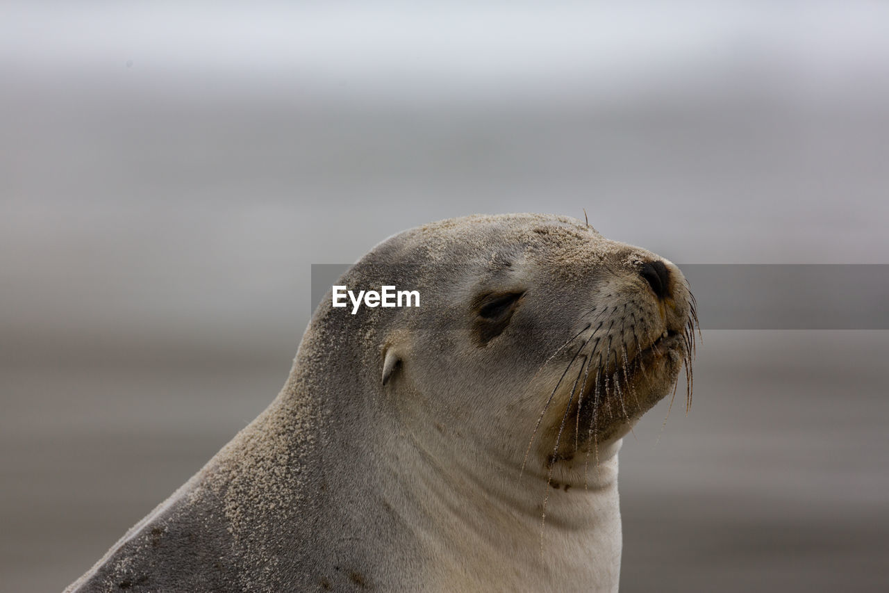 CLOSE-UP OF SEA LION AGAINST THE SKY
