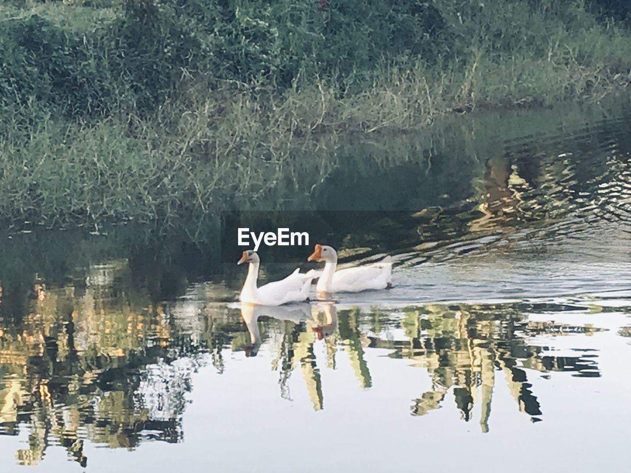 SWAN SWIMMING ON LAKE