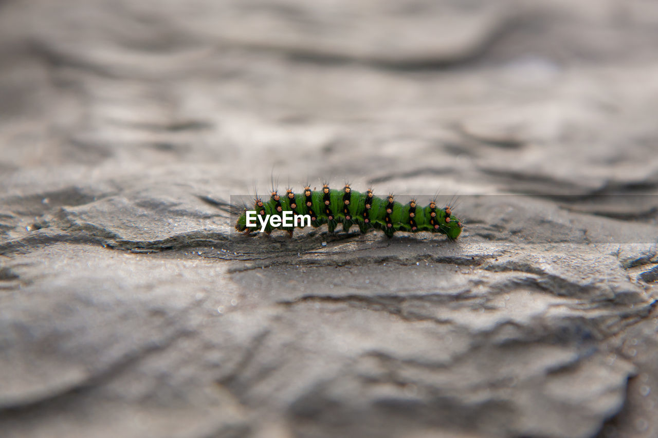 CLOSE-UP OF CATERPILLAR ON WOOD