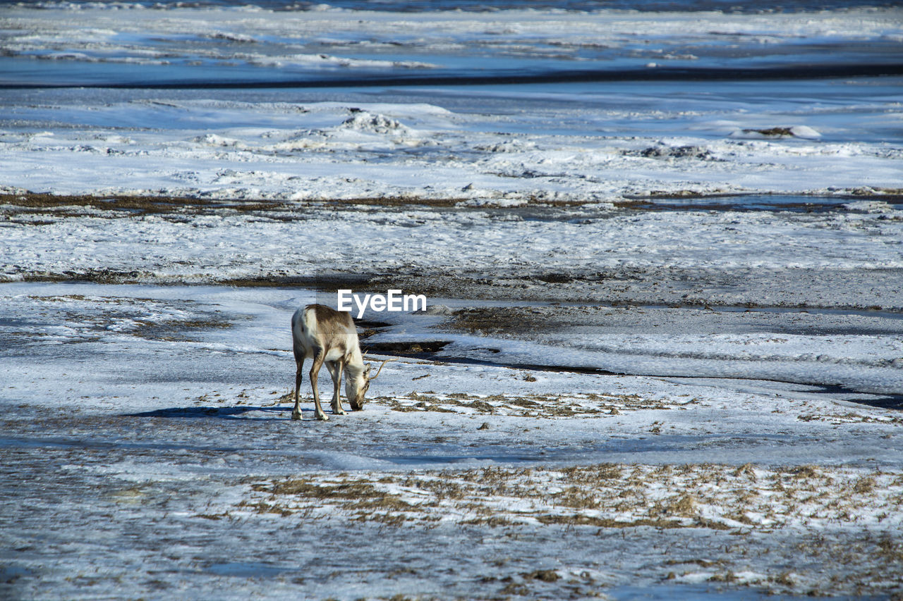 Reindeer at a lake in iceland