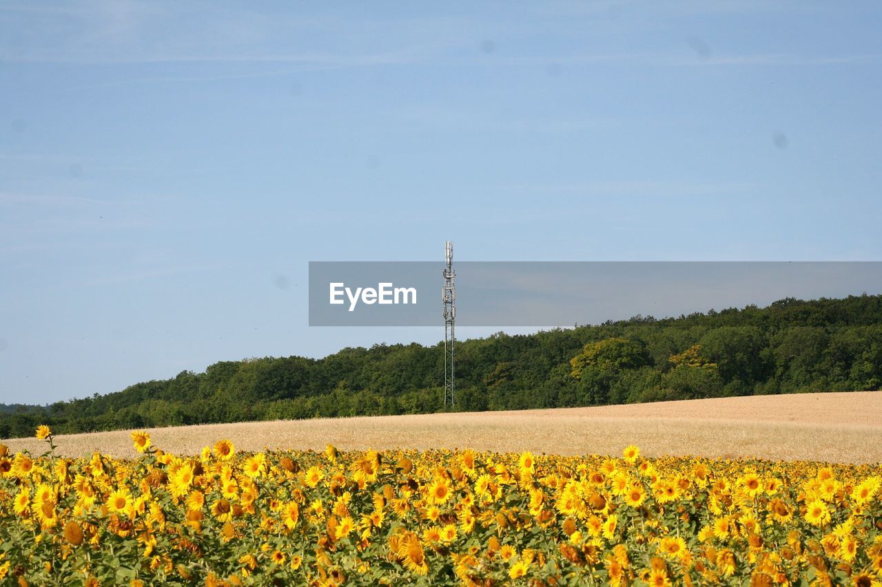 YELLOW FLOWERS GROWING ON FIELD