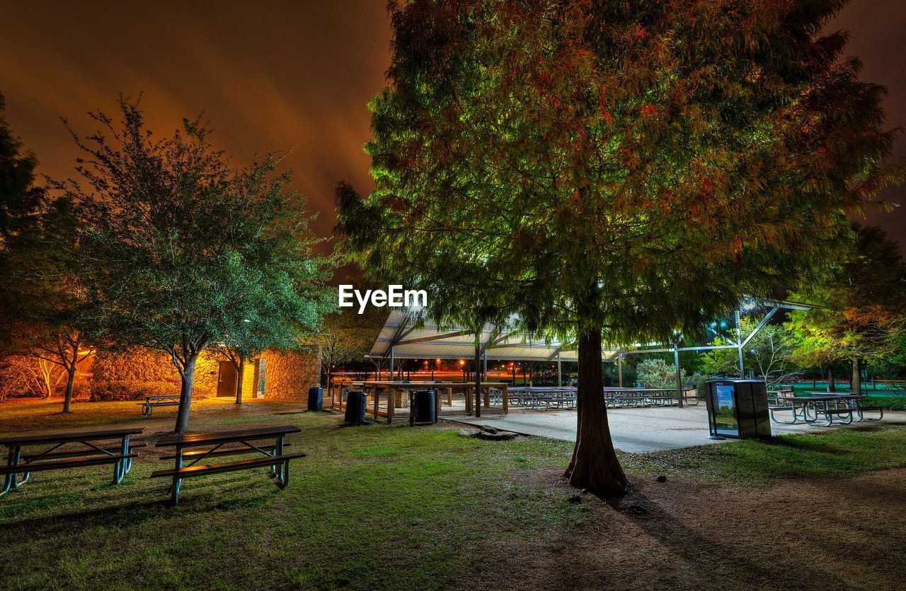 Trees growing at illuminated park during night