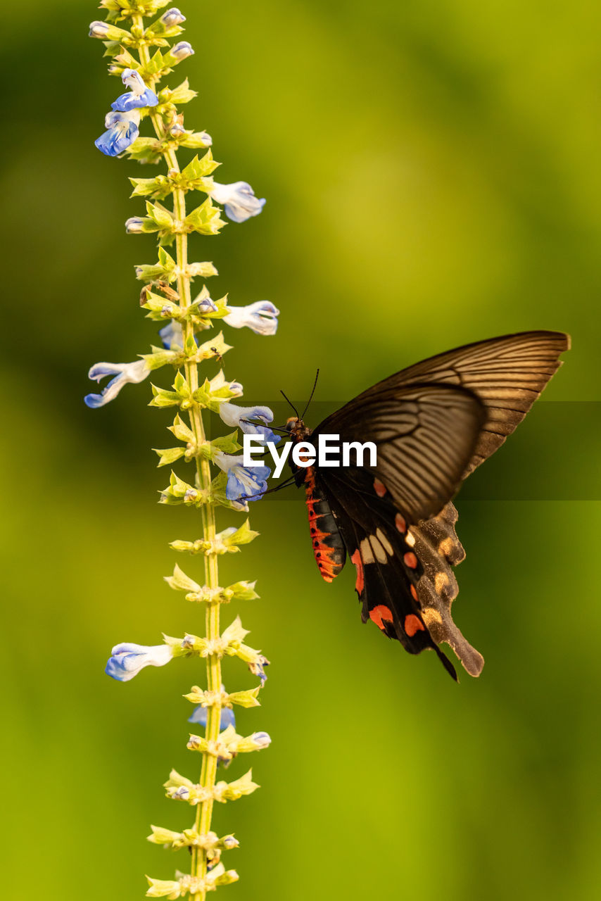 BUTTERFLY POLLINATING FLOWER