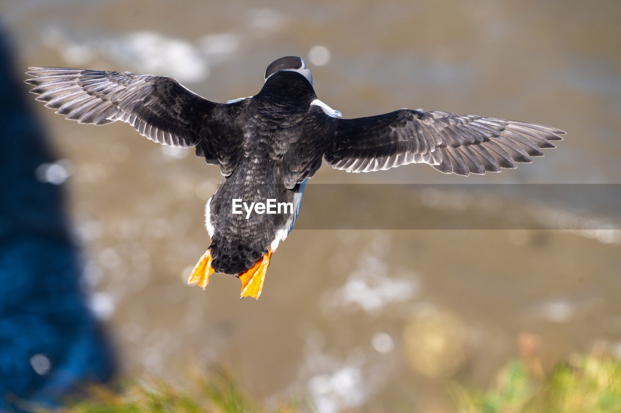 Single portrait puffin flying soaring and gliding on a cliff face on rugged uk coastline