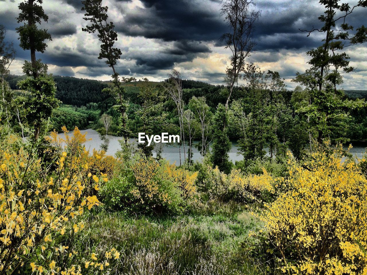 TREES GROWING AGAINST CLOUDY SKY