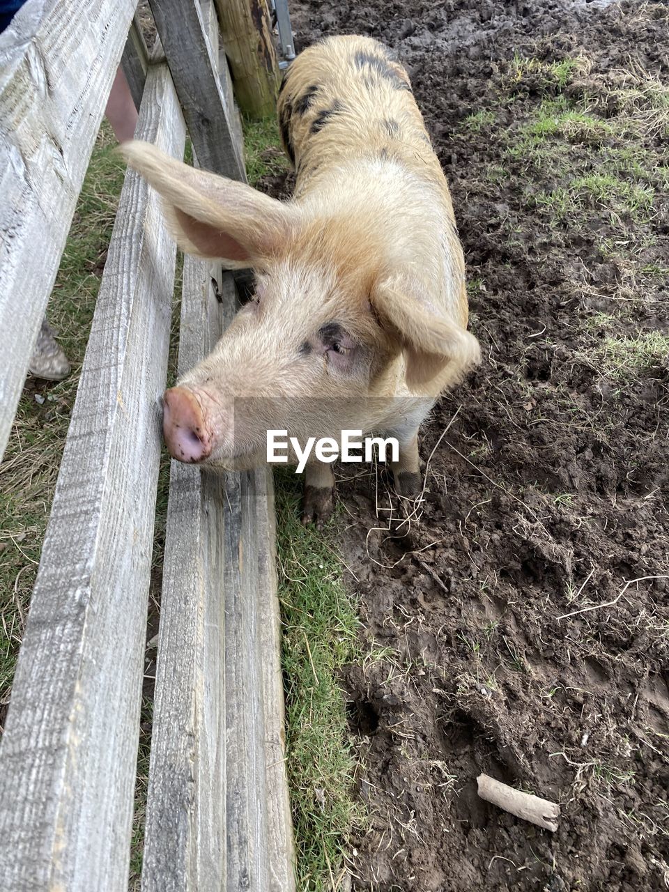 HIGH ANGLE VIEW OF A RABBIT ON FIELD