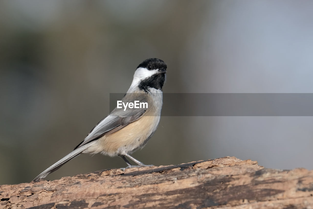 Chickadee perched